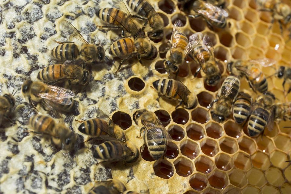Mật ong giúp chữa bệnh